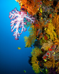 Soft coral wall, Fiji