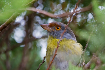 Rufous-browed Peppershrike