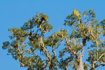 branches against sky