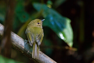 Drab-breasted Pygmy-Tyrant