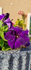 purple velvet flower