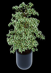 Ficus benjamina isolated on  background 