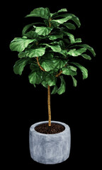 Ficus Lyrata isolated on  background 