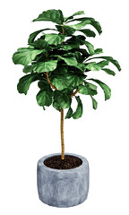 Ficus Lyrata isolated on  background 