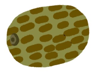 シンプルでかわいいキウイのイラスト
