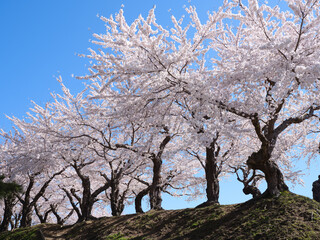 Fototapeta premium 五稜郭公園の桜