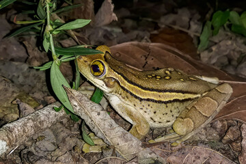 tree frog in the grass