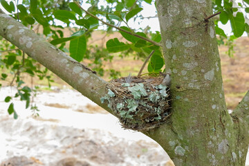 Obraz premium Elaenia nest on a branch