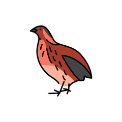 Quail bird color line icon. Pictogram for web page