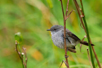 Sooty Tyrannulet