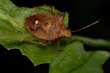 Adult Stink bug