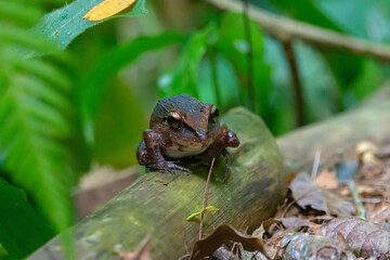 frog on a trunk