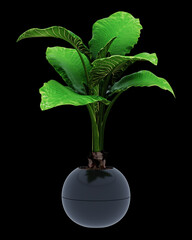Alocasia macrorrhiza isolated on background 