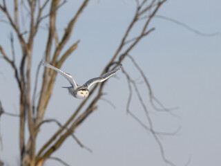 Female Snowy Owl in Flight on Blue Gray Sky in Winter against Tree