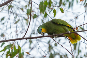 Orange-winged Parrot