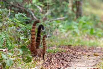 coati tails looking like dinosaurs