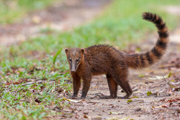 coati