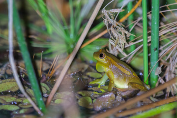 Naklejka premium frog in the pond