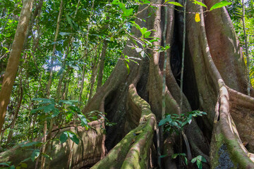 Fototapeta na wymiar tree in the jungle