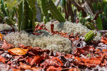 moss on the leaf litter