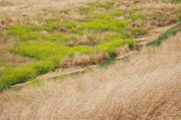 Fototapeta na wymiar field of grasses
