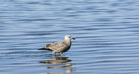 Seagulls along the Laguna Madre in Corpus Christi, Texas 