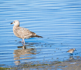 Seagulls along the Laguna Madre in Corpus Christi, Texas 