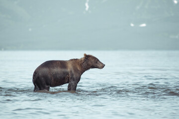 Bear animal is in water. Concept wildlife - 486806277