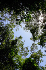 trees in the forest