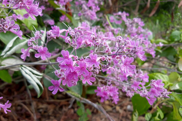 flowers in the garden