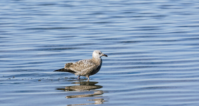 Seagulls Along The Laguna Madre In Corpus Christi, Texas 