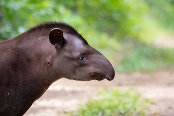 close of tapir