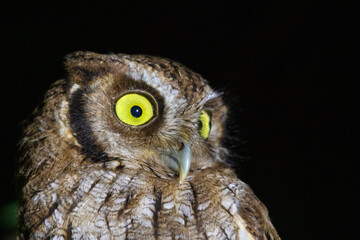 Tropical Screech-Owl