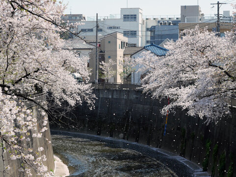 「桜散る」の画像 - 18,620 件の Stock 写真、ベクターおよびビデオ | Adobe Stock