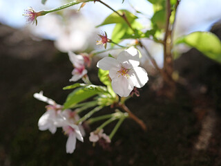 春の東京の石神井川沿いで咲く桜の花