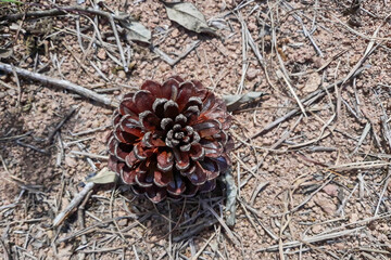 pine cone on the ground