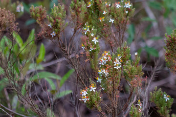 micro whitw flowers
