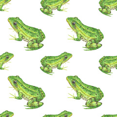 Green frog, seamless pattern on white
