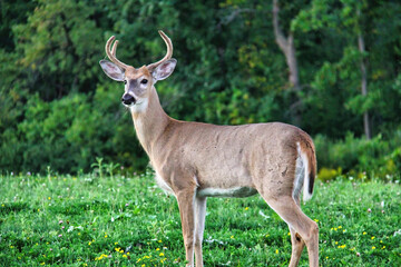 Naklejka na ściany i meble A juvenile male deer walk out of woods