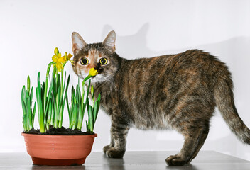 domestic cat sniffs spring flowers daffodils growing in a pot