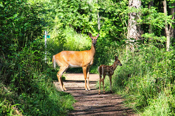 A mother deer and her fawn crossing woods trail