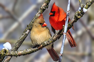 A pair of cardinals perching on tree branch