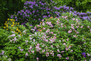 Spring view of Rhododendron flowers in the garden