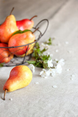 pear yellow with red side, pear variety trout, beautiful juicy pears organic, beautiful fresh fruits, copy space, space for text