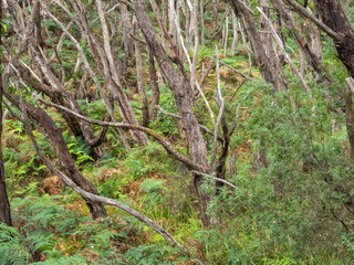 Coastal bush along the Great Ocean walk - Princetown, Victoria, Australia