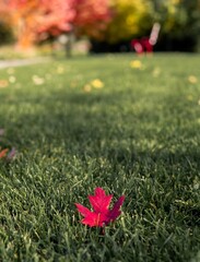maple leaf on the grass 