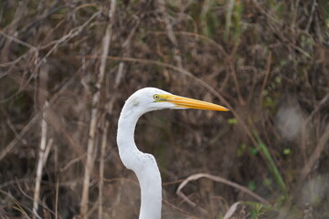 great white heron