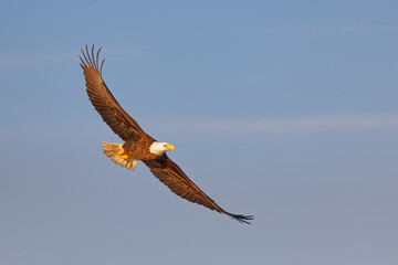 An American Bald Eagle (Haliaeetus leucocephalus) in flight at Golden Hour.