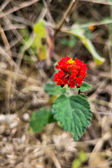 red and yellow flowers