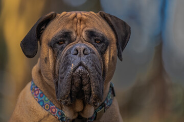 2022-02-12 A CLOSE UP OF ALARGE BULLMASTIFF WITH A DIRTY MUZZEL AND INTENSE EYES WITH A BLURRY BACKGROUND